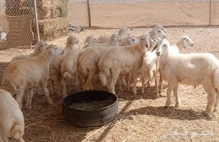 14 طليان و رخال حريات 8