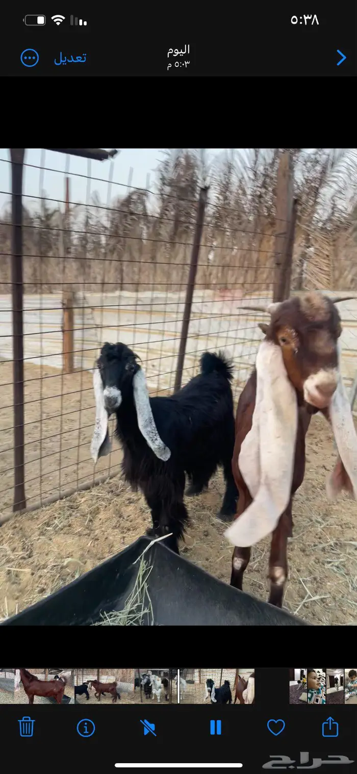 تيس مشروك للبيع عمره 8 شهور 2