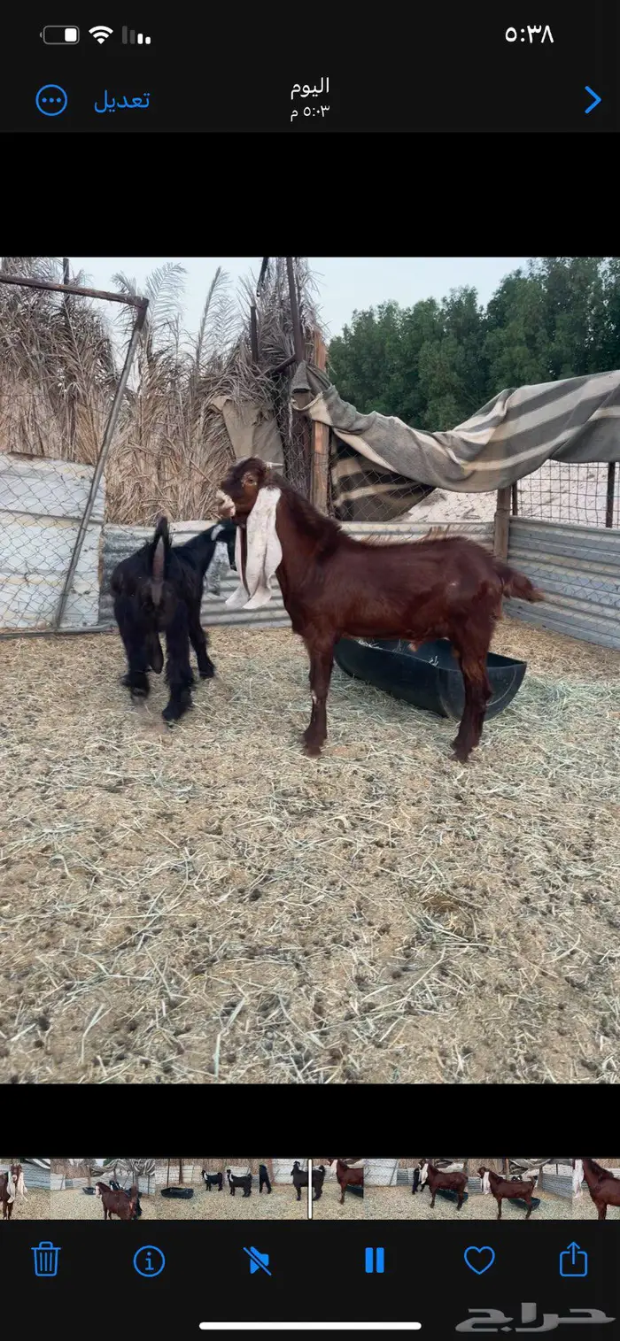 تيس مشروك للبيع عمره 8 شهور 3