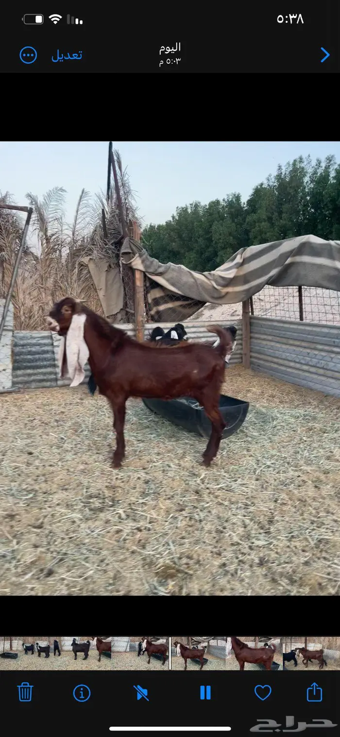 تيس مشروك للبيع عمره 8 شهور 1