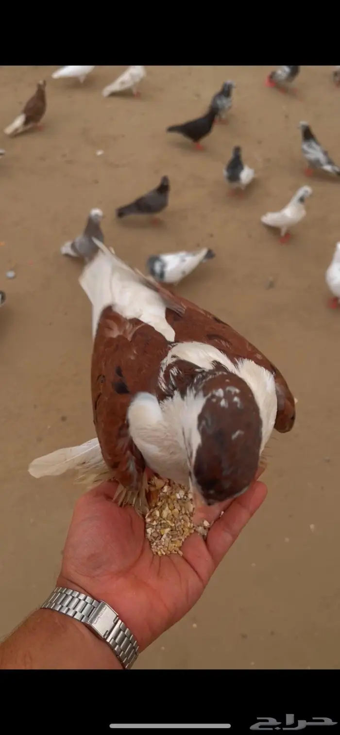 حمام شيرازي 0