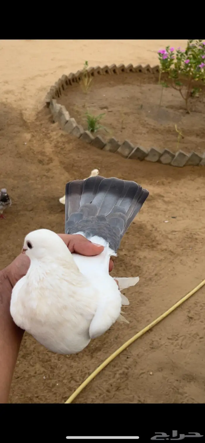 حمام شيرازي 2