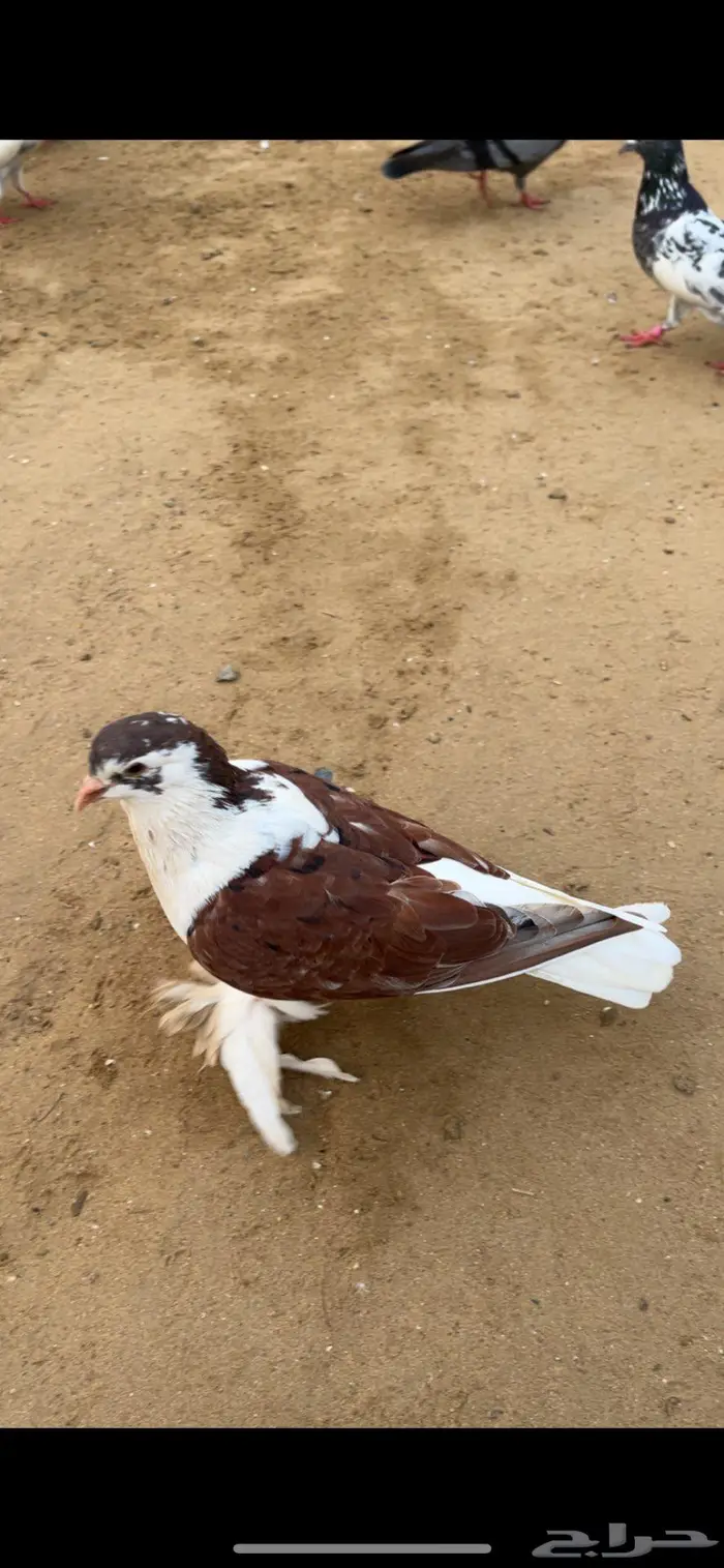 حمام شيرازي 1