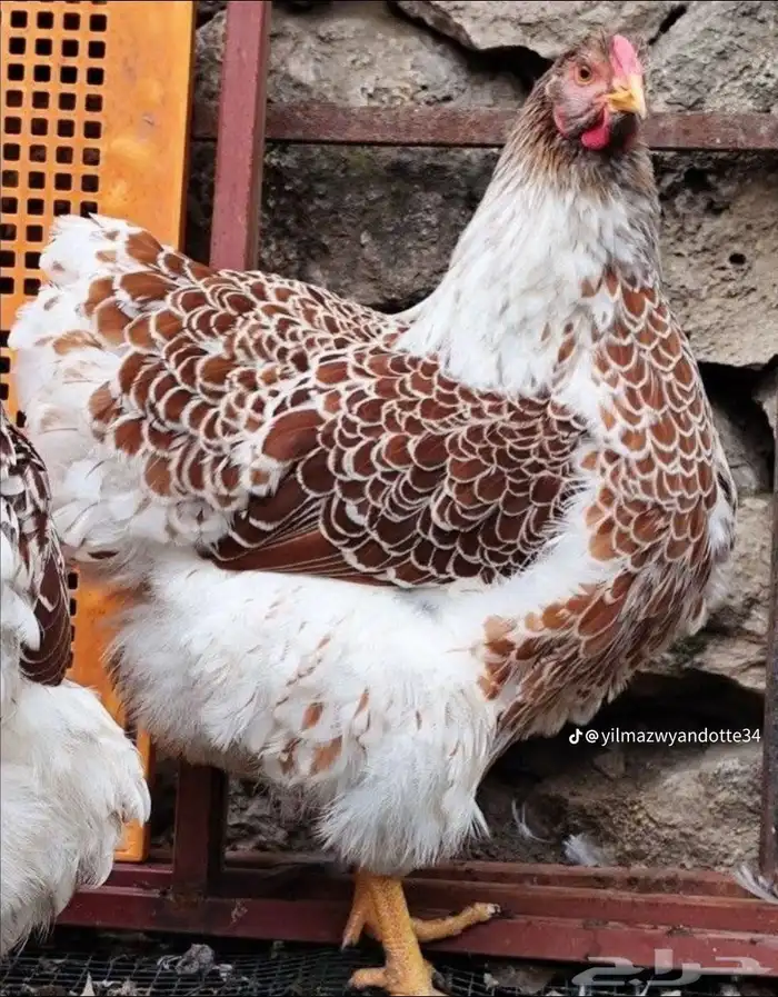 دجاج الوايندوت العملاق 5