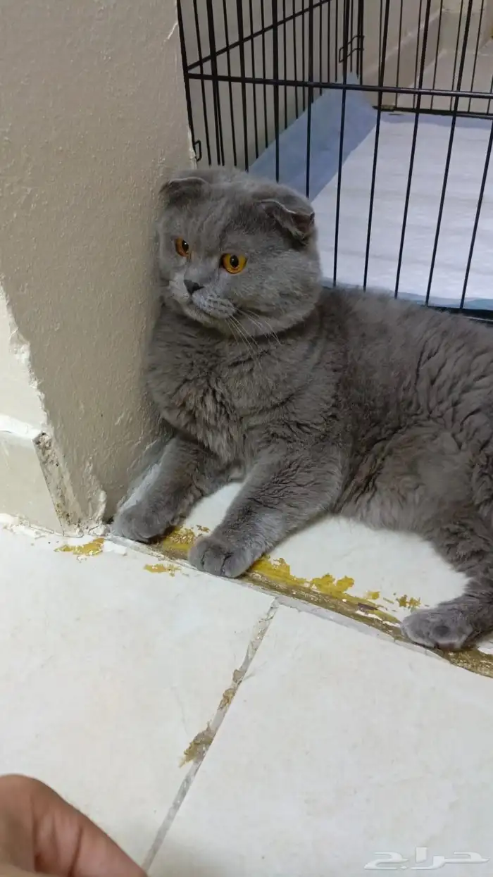 قط ذكر سكوتش فولد 0