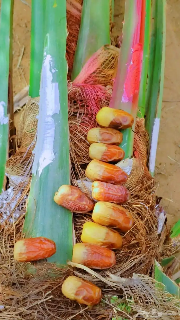 نخل مثمر نخل القصيم نخيل القصيم صقعي مجدول ونانه خضري عجوه 5