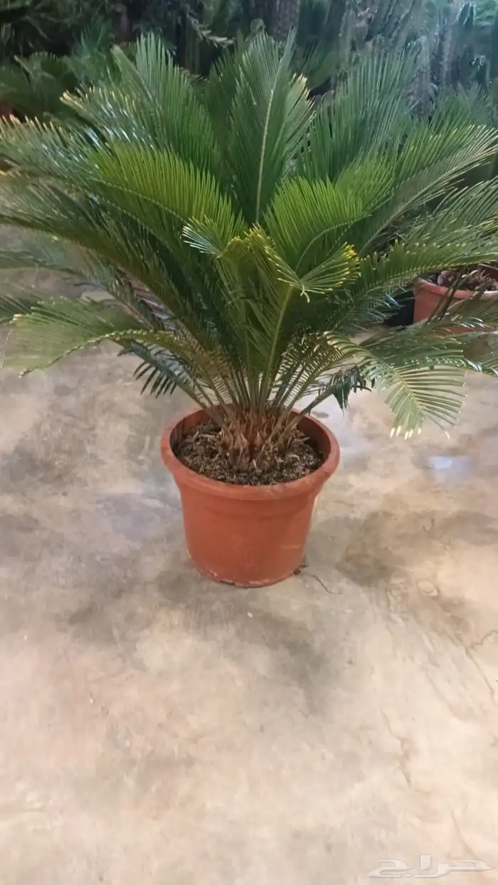 تنسيق حدائق أشجار وزهور 1