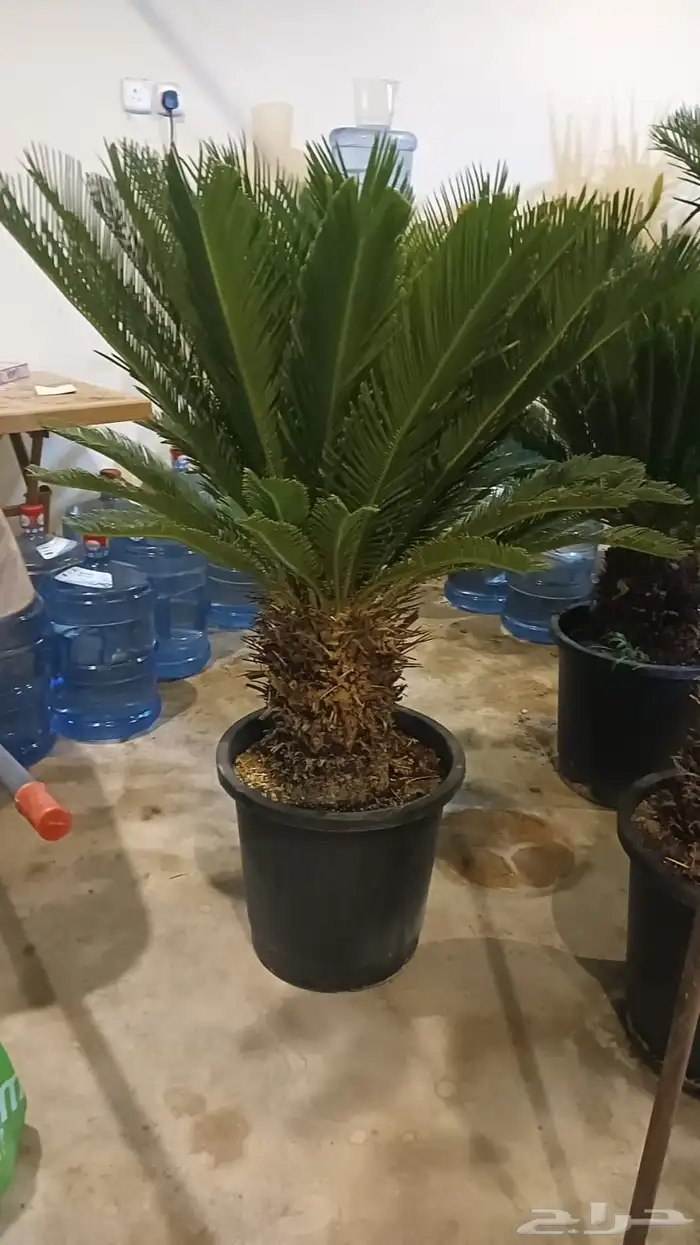 تنسيق حدائق أشجار وزهور 0