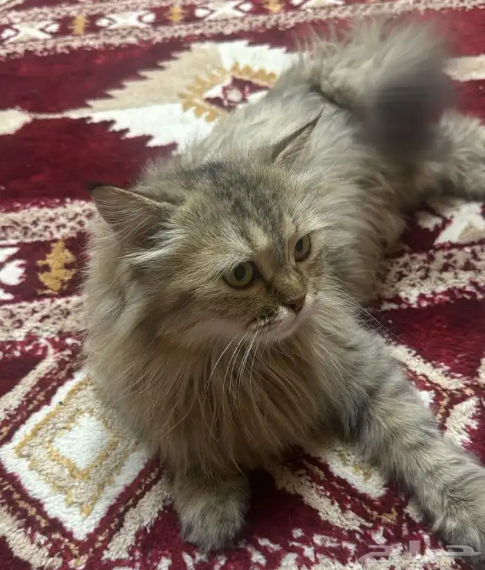 قطه معثور عليها للتبني 1