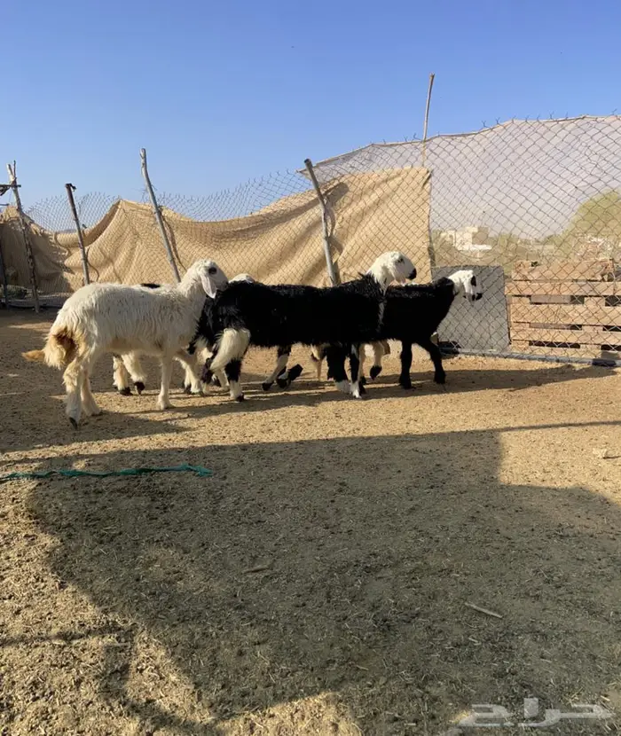 3 رخال وخروف 1