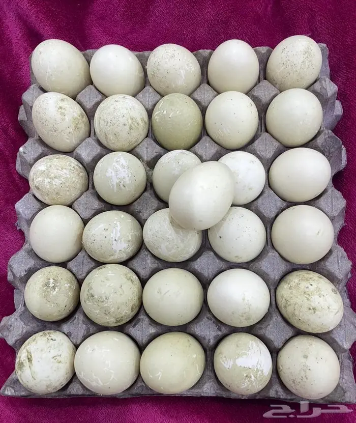 بيض بط للبيع سوداني 2