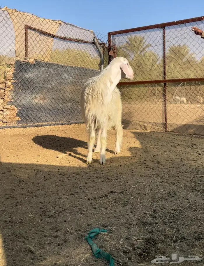 خروف ابرص 0