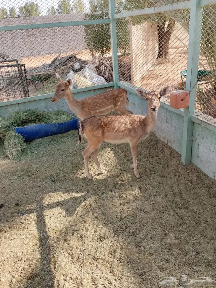 فلودير هولندي 0