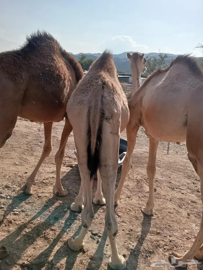 قعود صوماليه الأعمار مفاريد تربيه وجديد 2