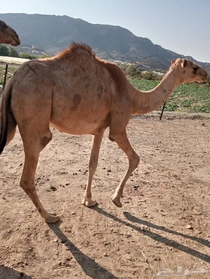 قعود صوماليه الأعمار مفاريد تربيه وجديد 1