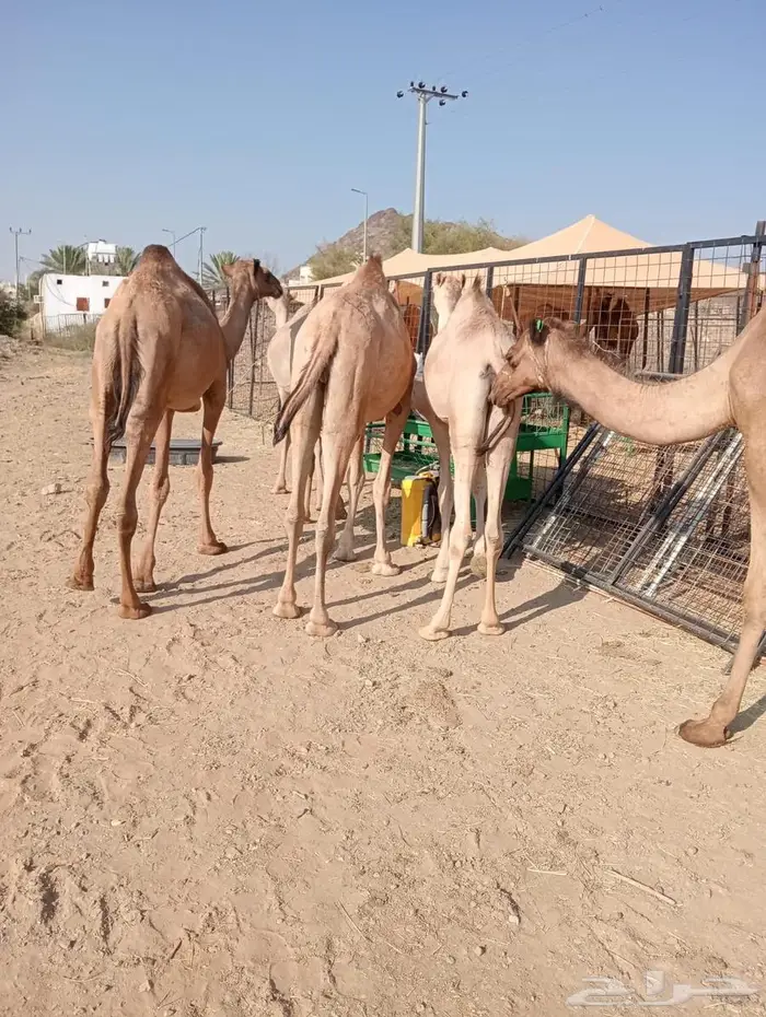 قعود صوماليه الأعمار مفاريد تربيه وجديد 7