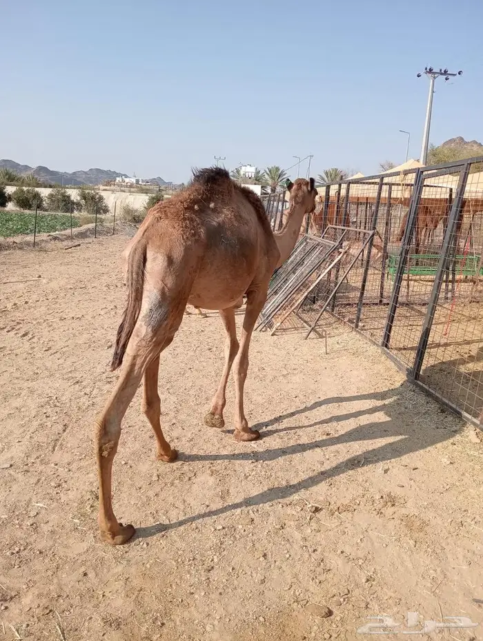 قعود صوماليه الأعمار مفاريد تربيه وجديد 9