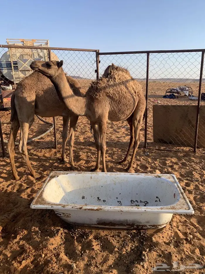 بكره للبيع 0