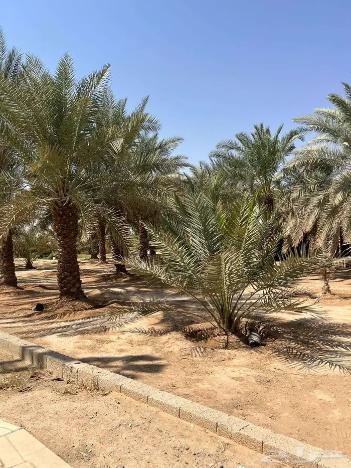 استراحة للبيع بالعفجة بالخرج 5