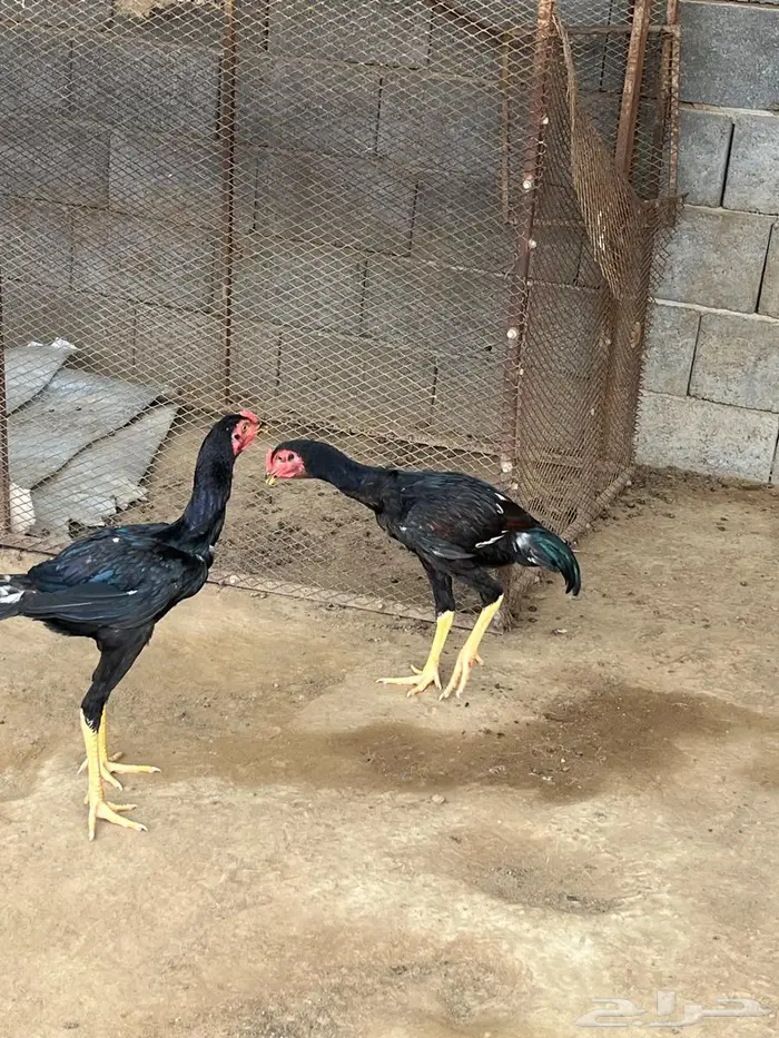 دجاج شامو 1