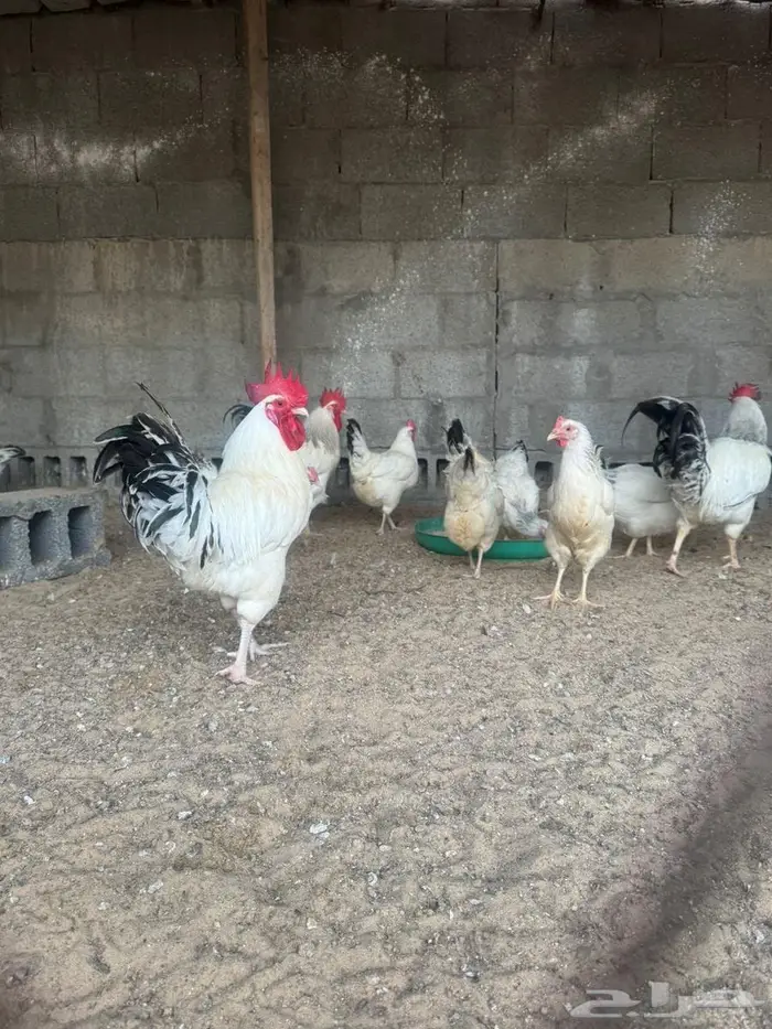 فروخ لوهمان 3