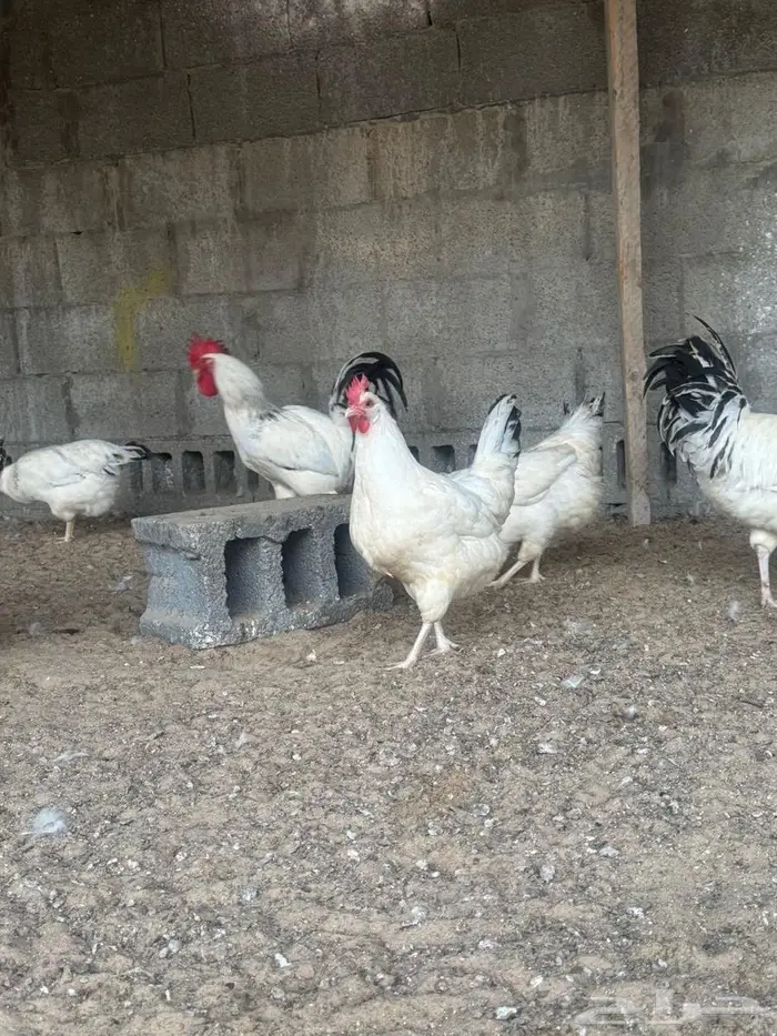 فروخ لوهمان 4