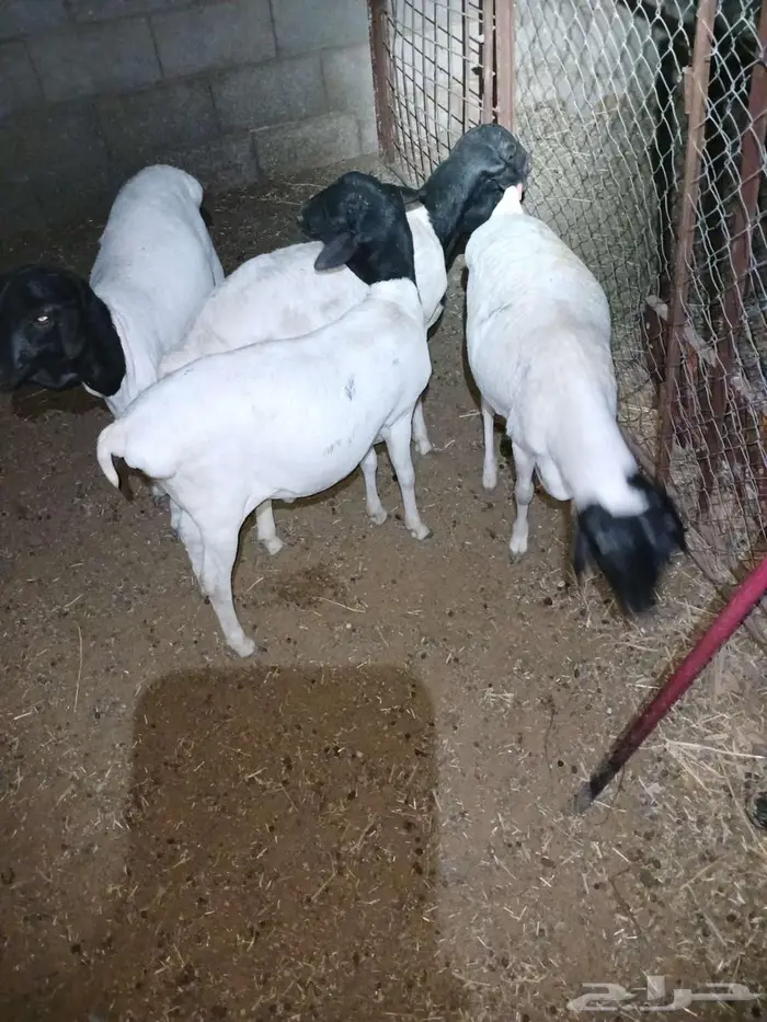 غنم بربري 4 جذعان 0