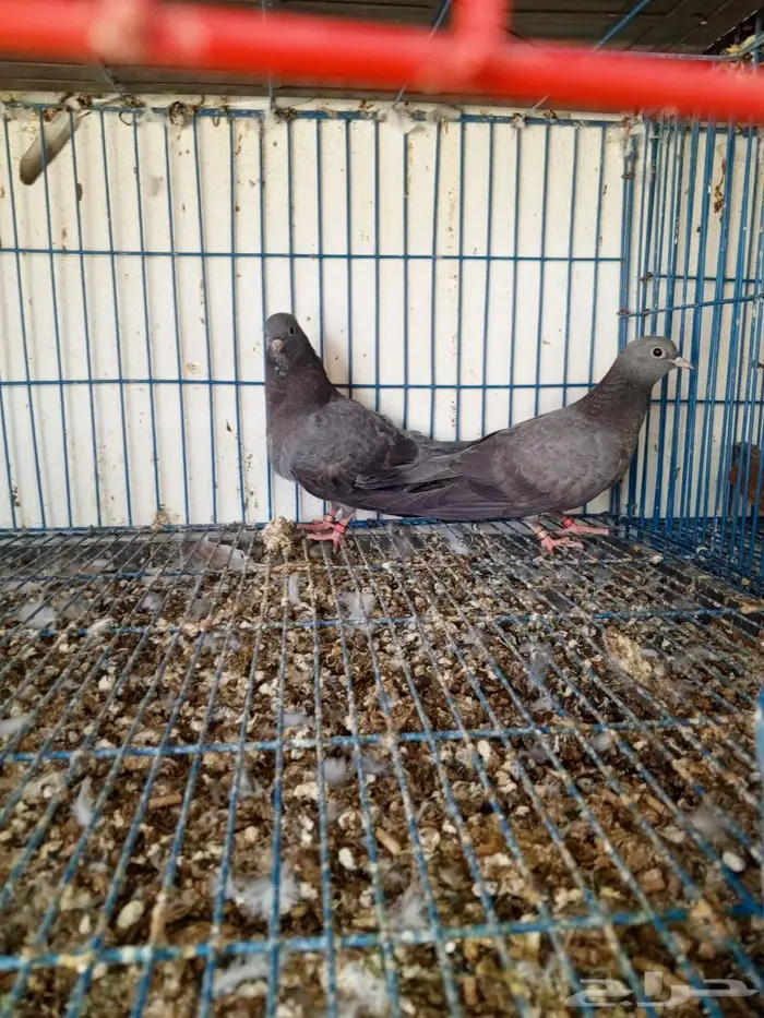 صنعاني ازرق 3