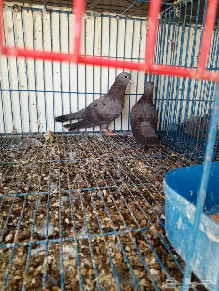 صنعاني ازرق 5