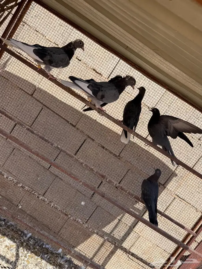 قطايف 2