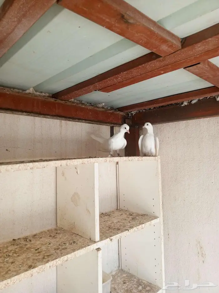 صنعاني ابيض 0