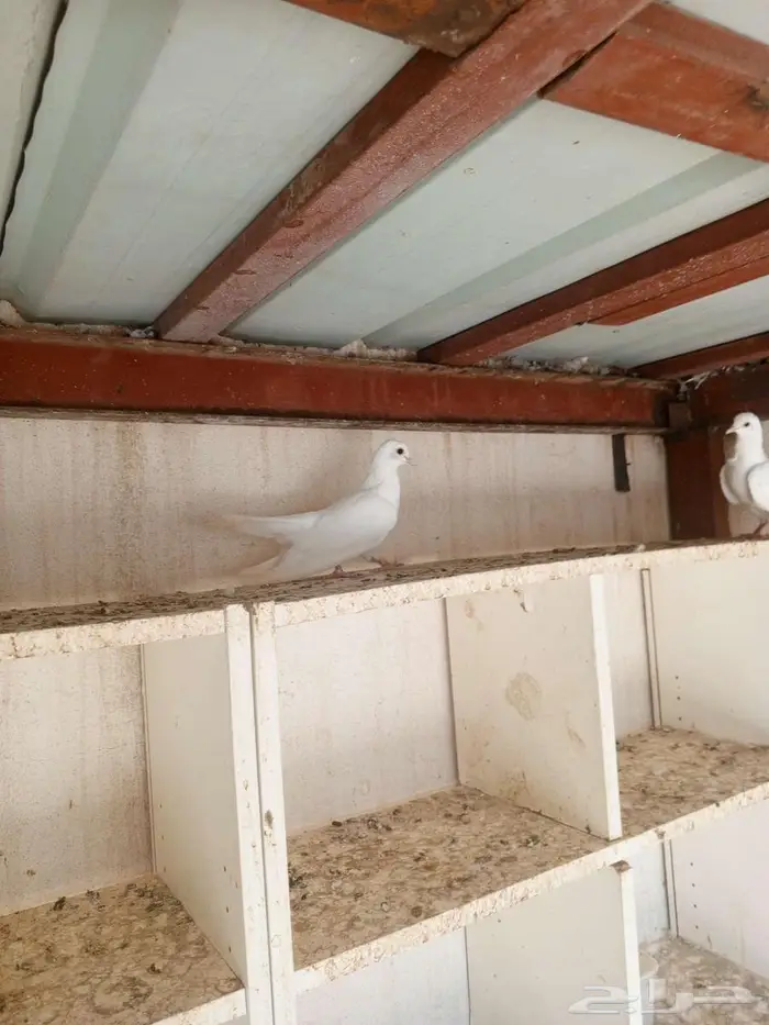 صنعاني ابيض 2