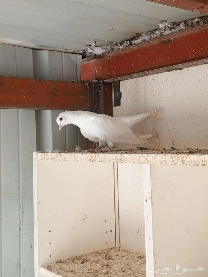 صنعاني ابيض 1