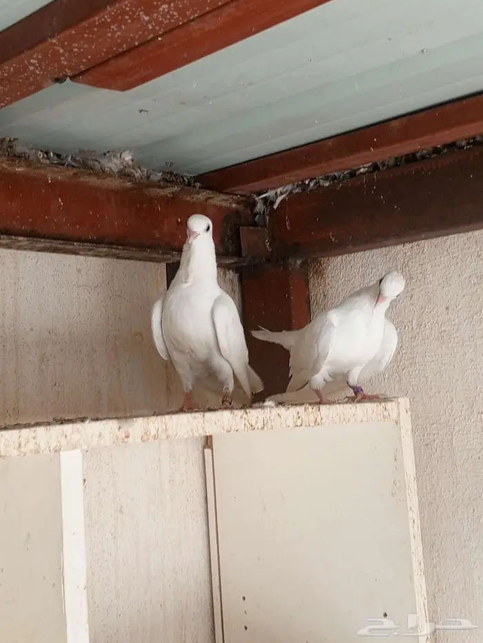 صنعاني ابيض 3