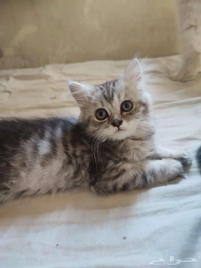 For adoption British Shorthair 2
