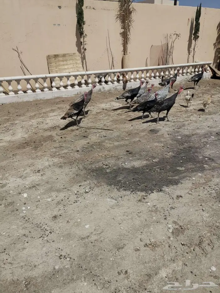 رومي للبيع 0