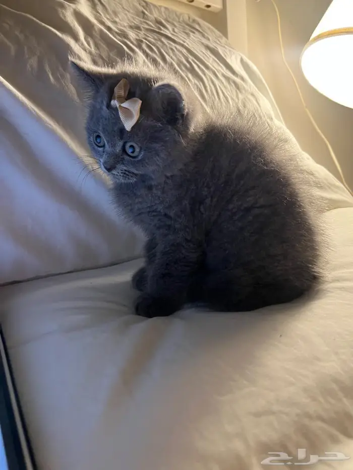 قط سكوتش ستريت 4