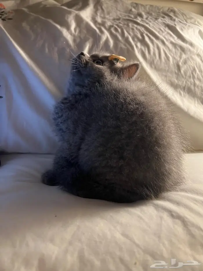 قط سكوتش ستريت 6