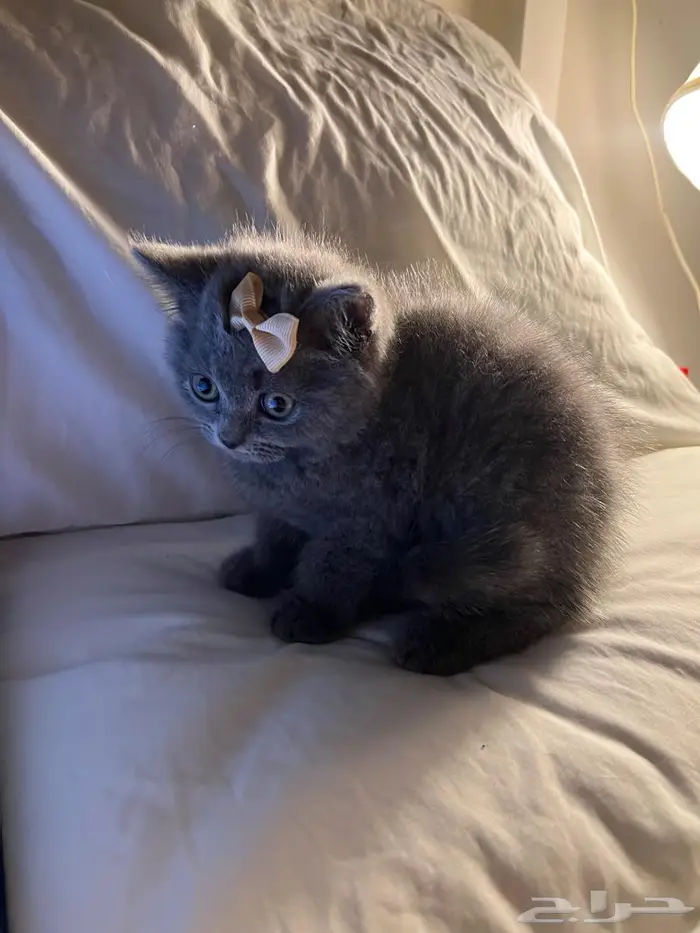 قط سكوتش ستريت 2