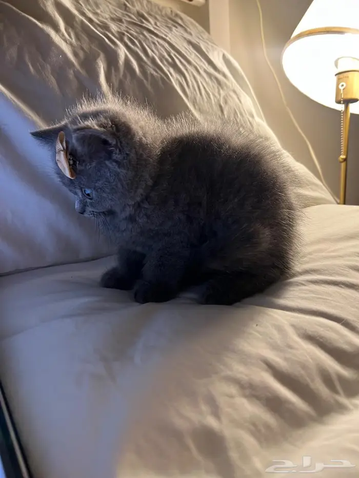 قط سكوتش ستريت 5