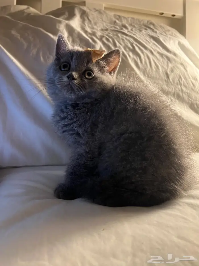 قط سكوتش ستريت 8