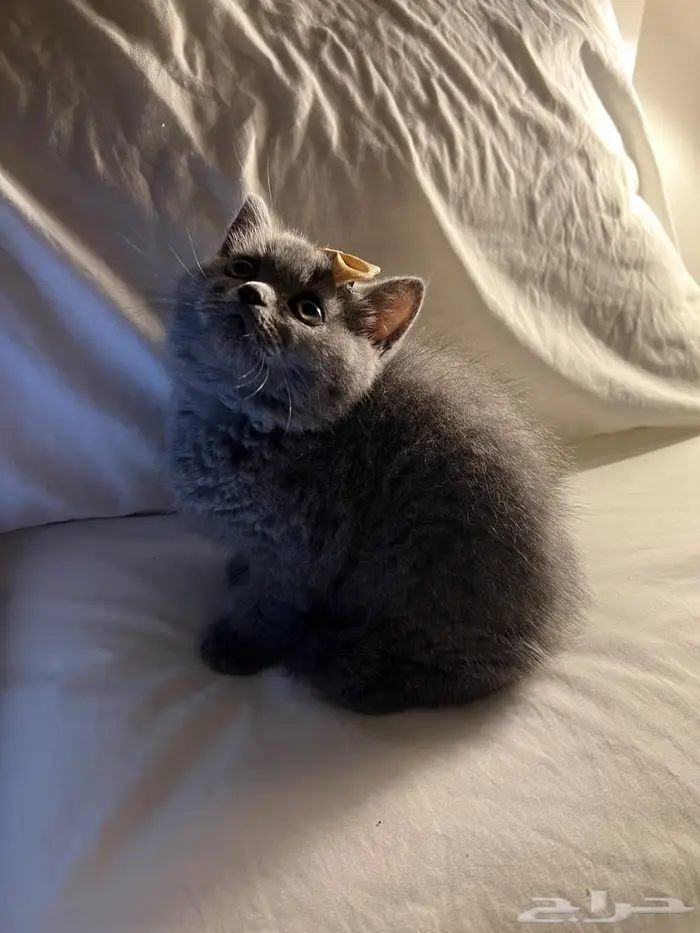 قط سكوتش ستريت 13