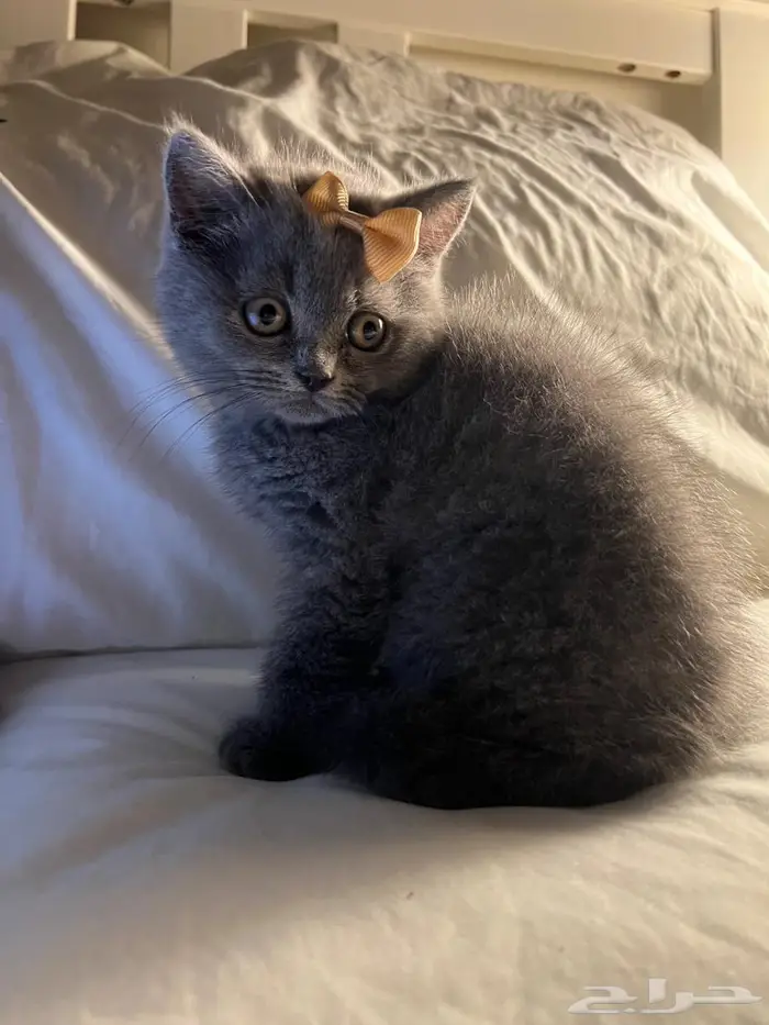 قط سكوتش ستريت 3