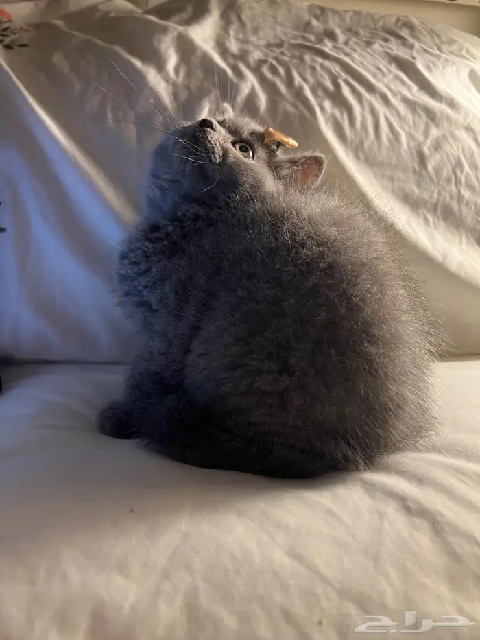 قط سكوتش ستريت 9