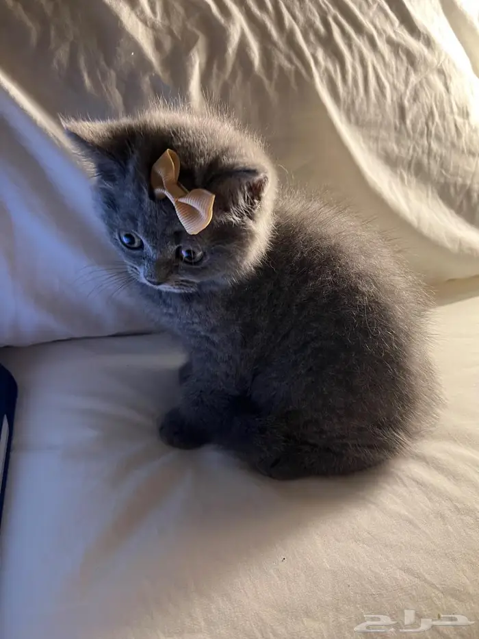 قط سكوتش ستريت 12