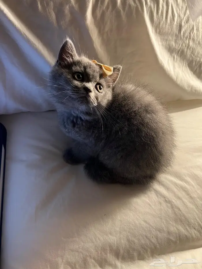 قط سكوتش ستريت 14