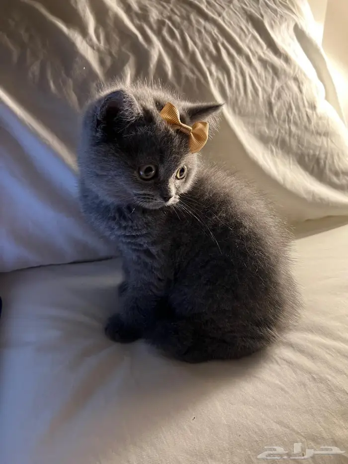 قط سكوتش ستريت 11