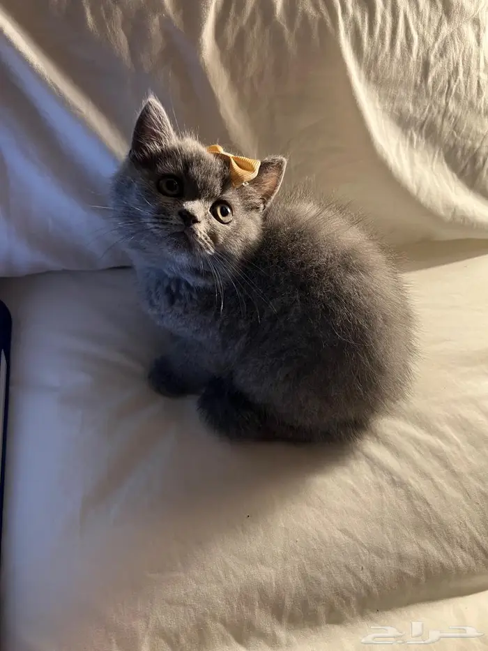 قط سكوتش ستريت 10