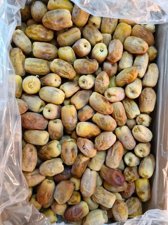 تمر رطب خلاص رشودي من المزرعة الى الجبيل الصناعية 0