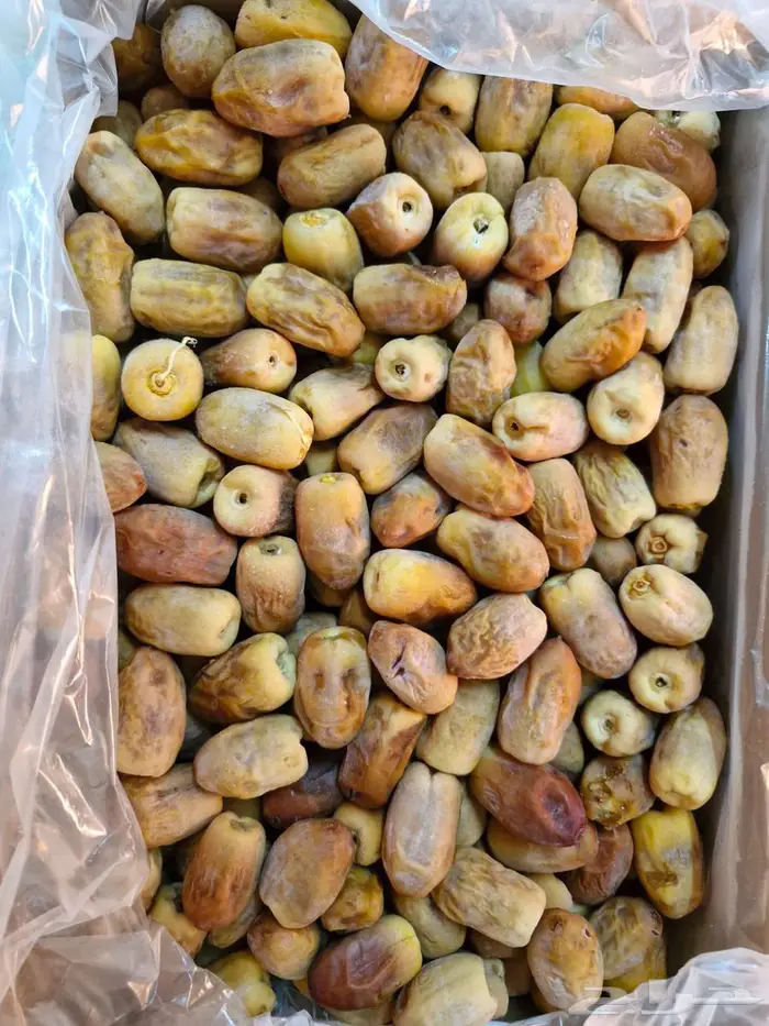 تمر رطب خلاص رشودي من المزرعة الى الجبيل الصناعية 1